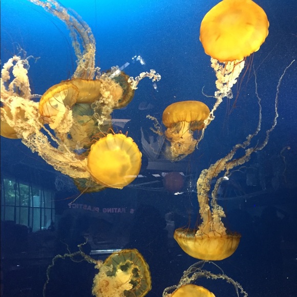 Meet your Posher, Farah - Picture 1 of 1